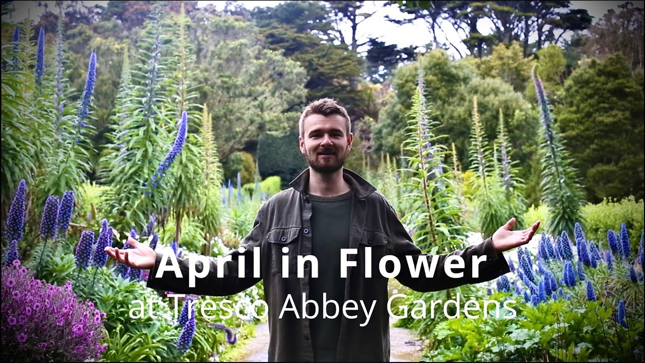 April in Flower at Tresco Abbey Gardens