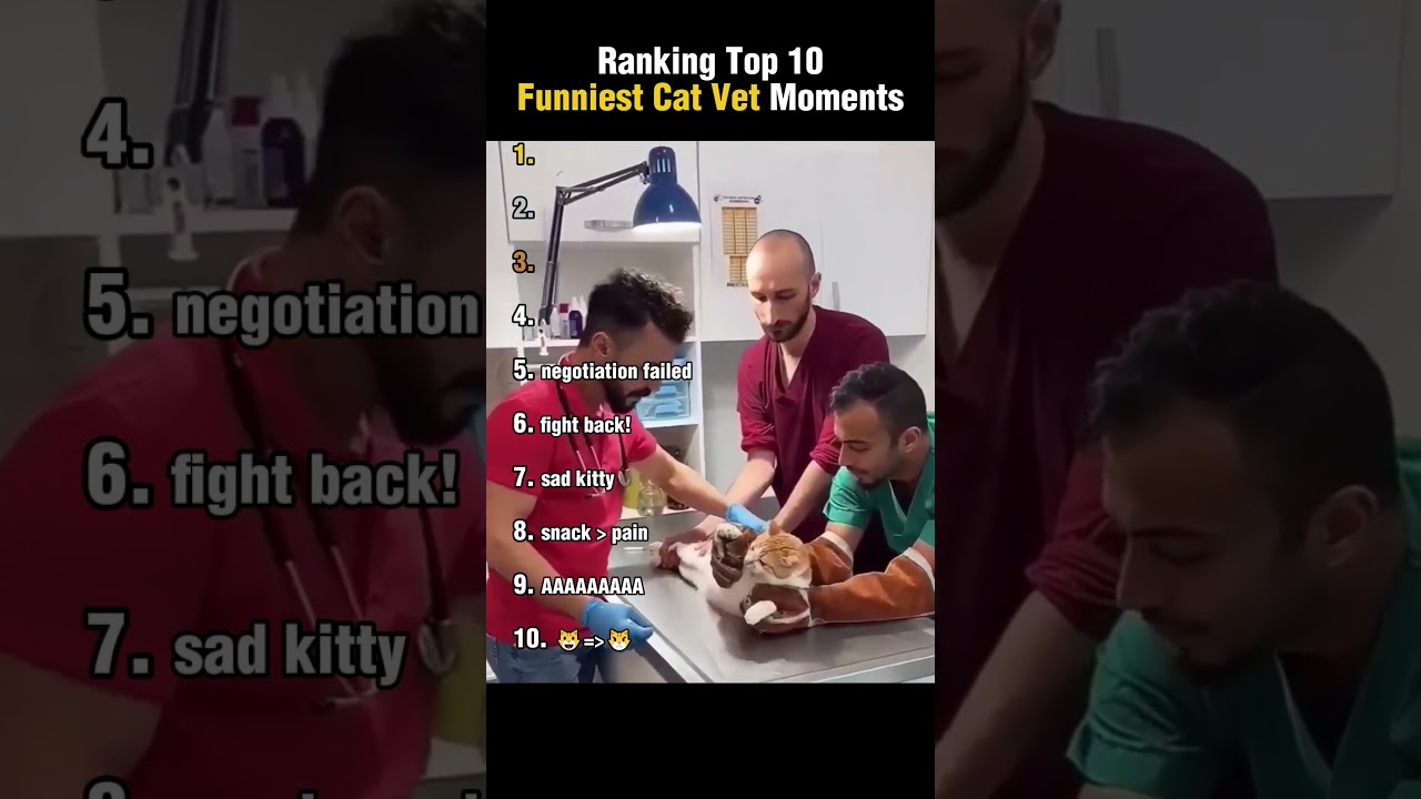 10 самых смешных моментов с кошками-ветеринарами