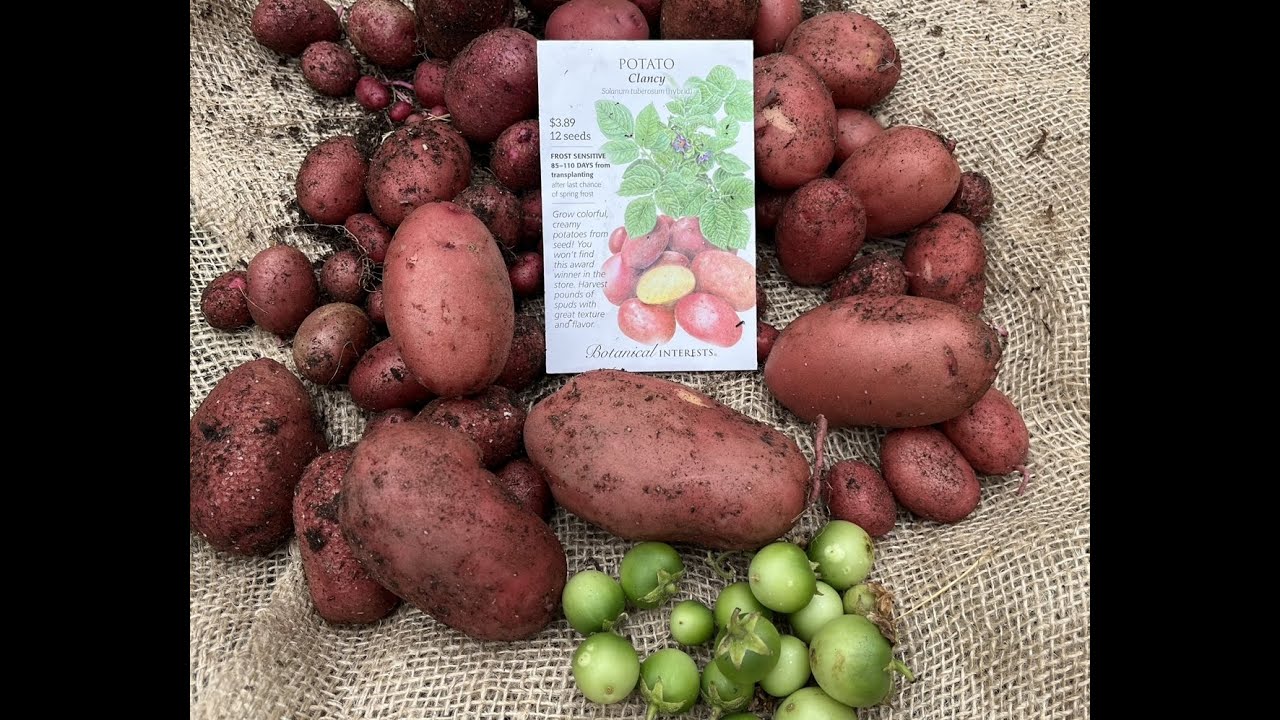 Clancy - True Potato Seed - From Seed to Harvest