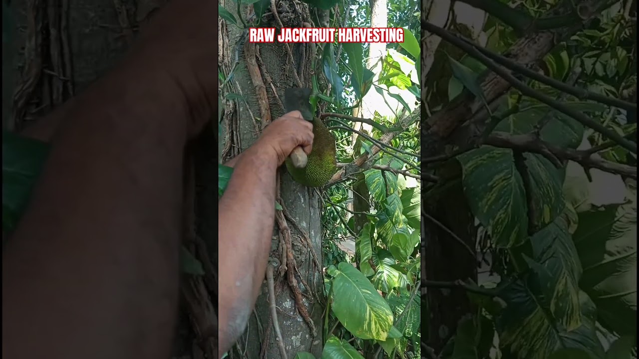 Raw Jackfruit Harvesting #homegarden #organicfarming #keralafarming