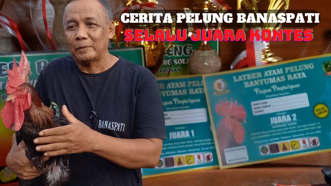 Ternak Ayam Pelung Trah Juara Hasilkan Omset Puluhan Juta Rupiah