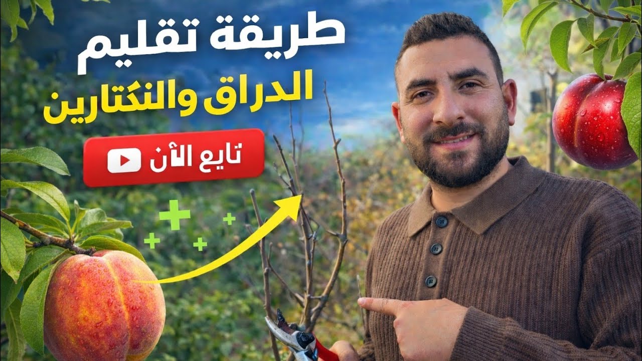 طريقة تقليم شجرة الدراق والنكتارين 
