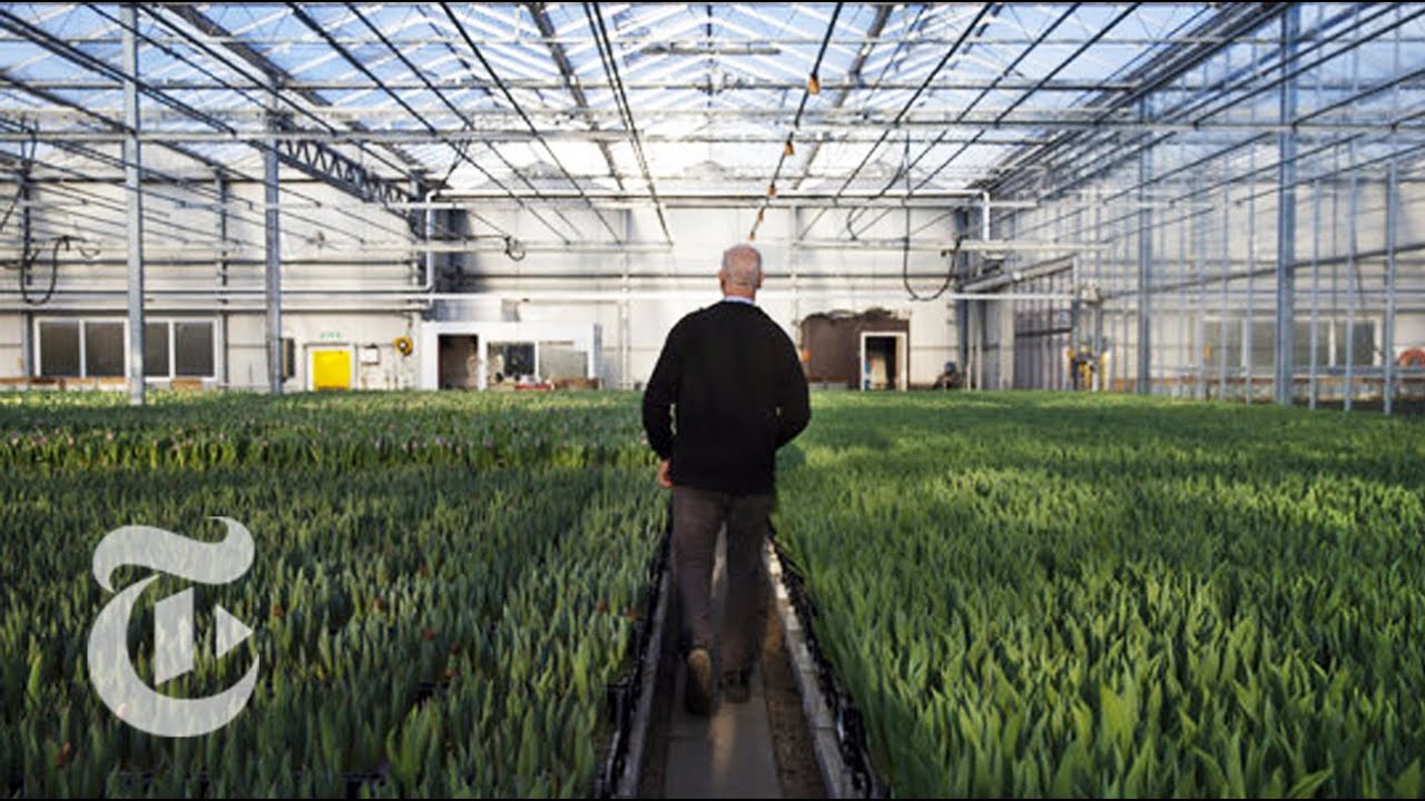 Aalsmeer Flower Auction Fights the Clock | The New York Times