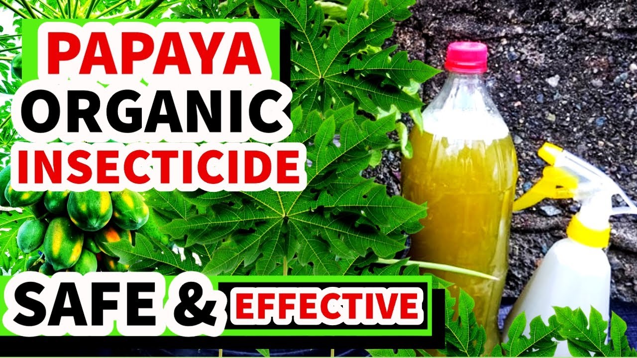PAANO GUMAWA NG PAPAYA PESTICIDE SPRAY | ORGANIC PESTICIDE FROM PAPAYA LEAVES