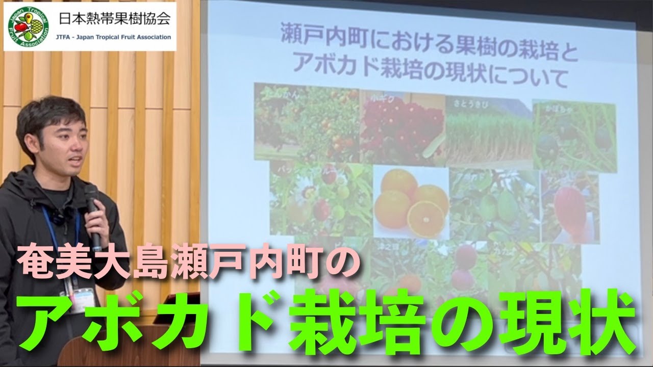【奄美大島】瀬戸内町におけるアボカドや熱帯果樹の栽培について【瀬戸内町役場農林課：泊さん】