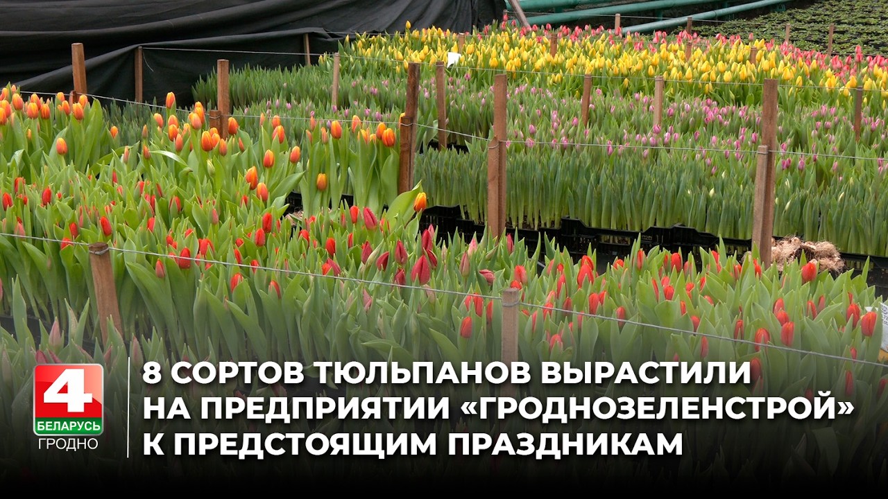8 сортов тюльпанов вырастили на предприятии «Гроднозеленстрой» к предстоящим праздникам