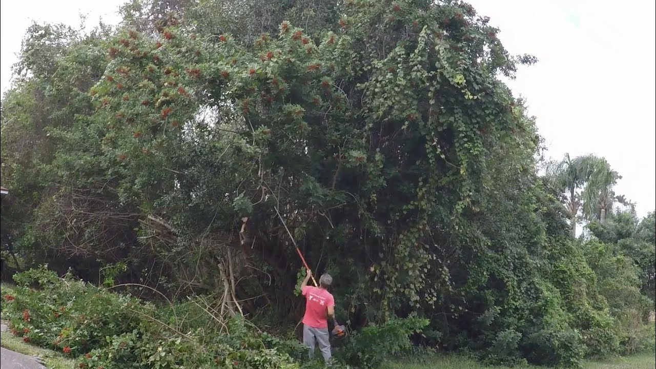 Major tree trimming to re-establish the property line - Epic!!