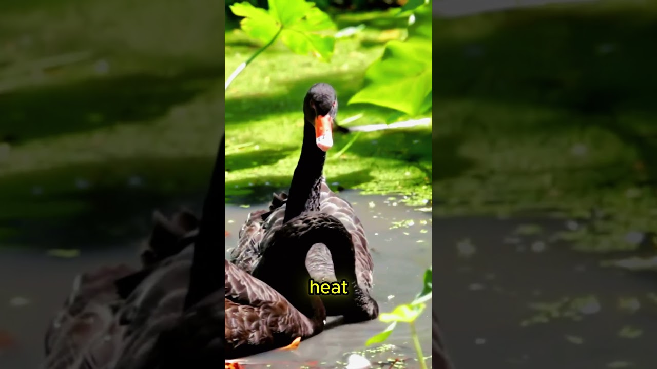Black And White Swans ARE NOT The Same Species! 🦢⚫🦢#animals #animalfacts #shorts