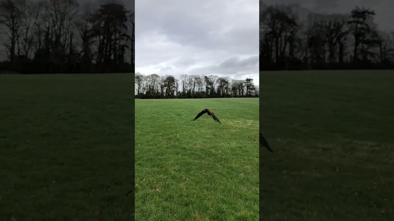 Harris Hawk flying to the glove!