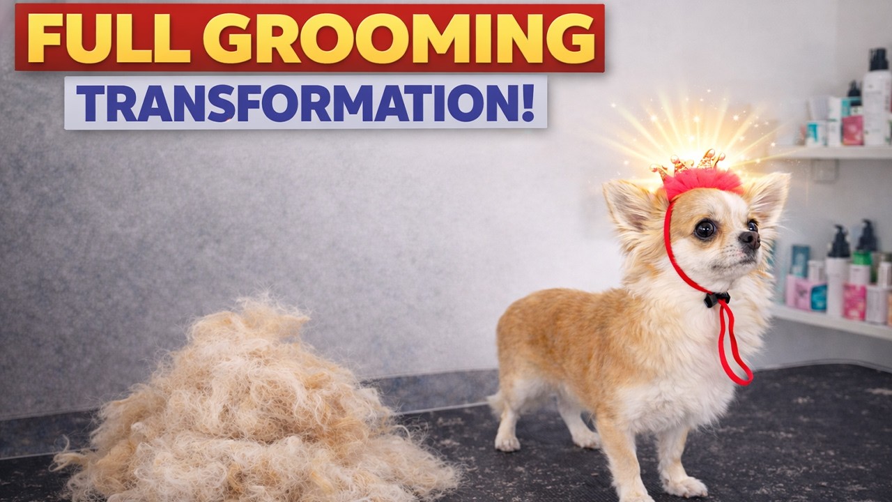 Tiny Queen Transformation 👑 Chihuahua's first spa day!