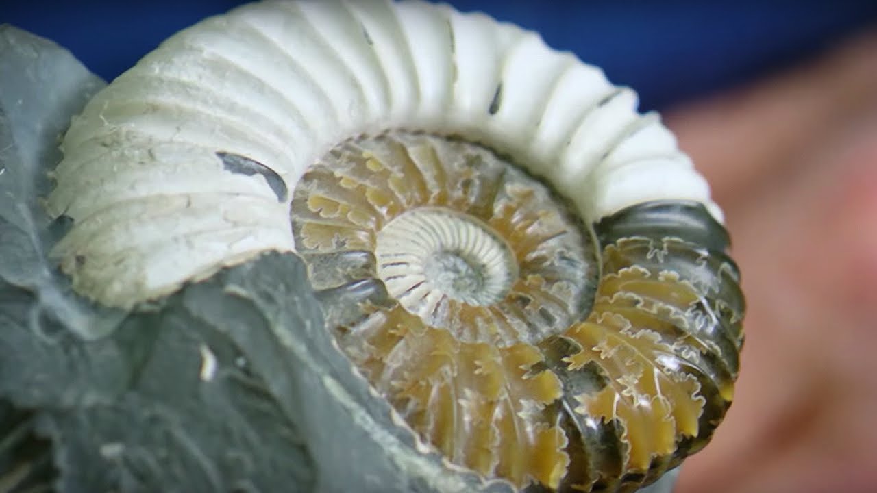 Sir David Attenborough's Love for Fossils | BBC Earth