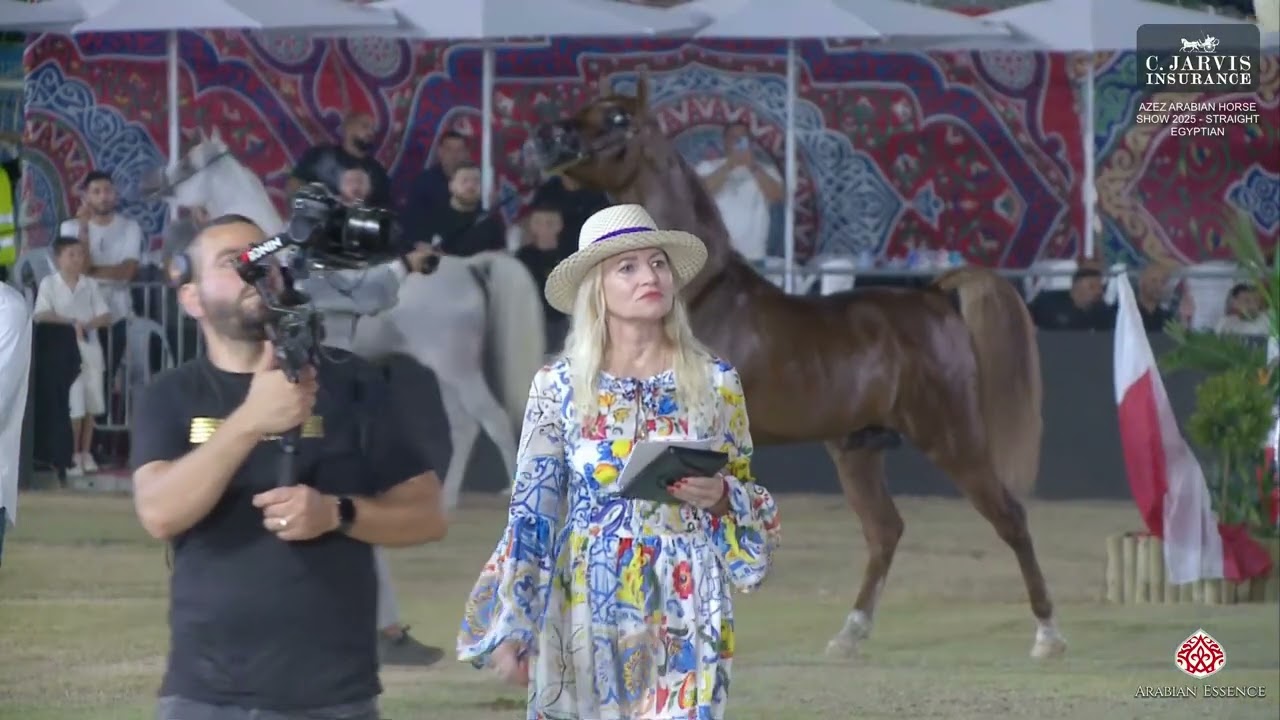 Azez Arabian Horse Show 2025   Straight Egyptian   Senior Stallions Championship