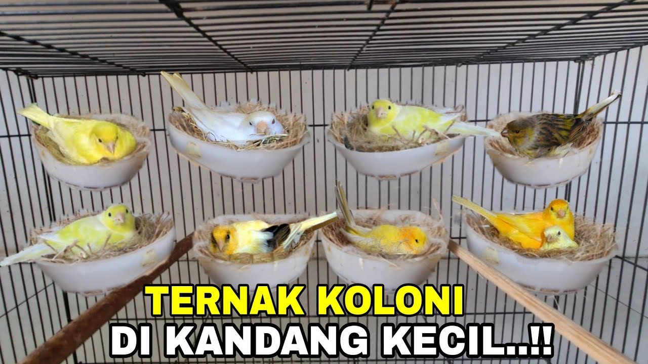 TRIK AMPUH..‼️👉 TERNAK KOLONI 1 JANTAN BANYAK BETINA.