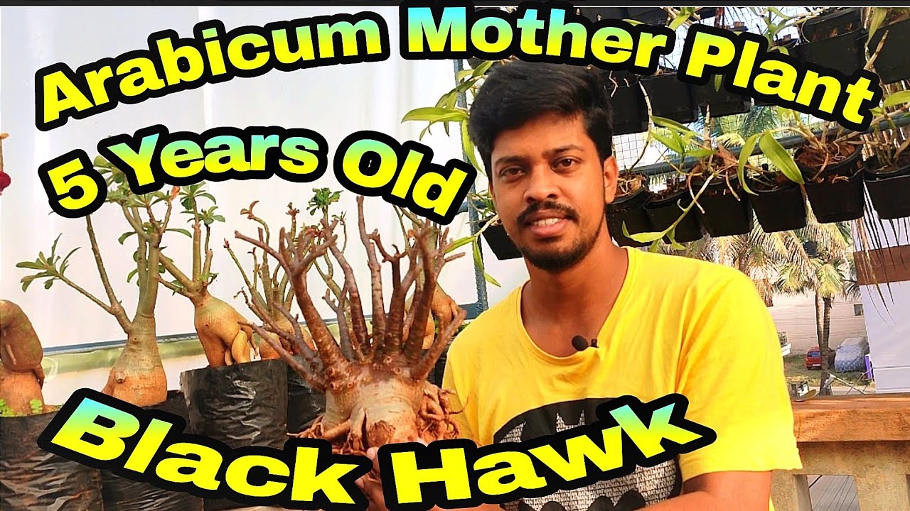 Arabicum Adenium Mother Plant.. Black Hawk Variety..