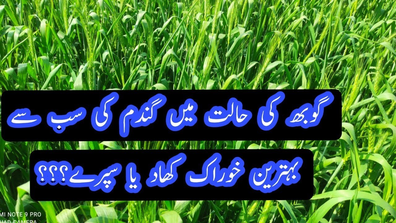 گوبھ کی حالت میں گندم کی سب سے بہترین کھاد اور سپرے کون سی ہے|| فنگس کی سپرے کی جائے یا نہیں||