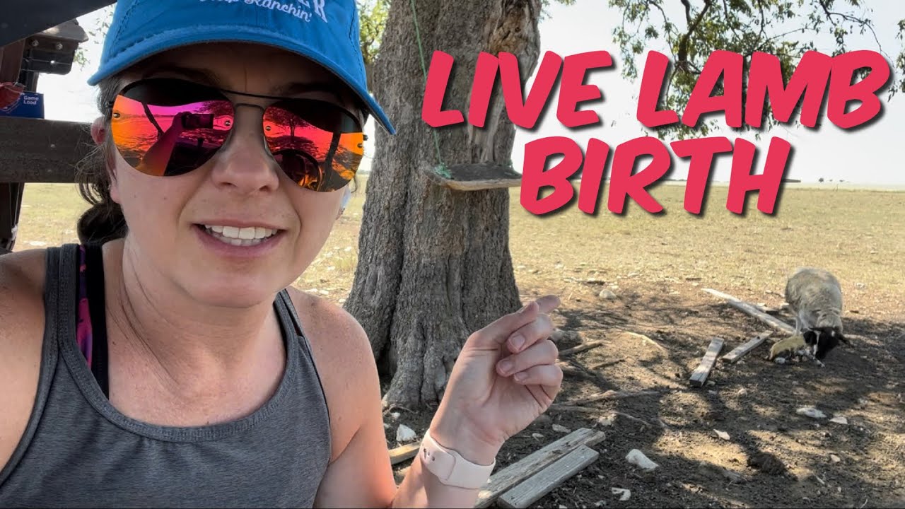 Amazing Lamb Birth Caught on Camera!