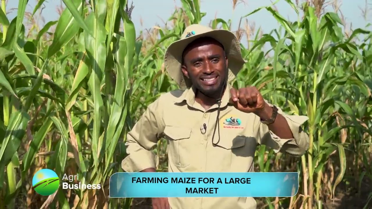 Unleash profits with the Mighty YPA Maize Project!