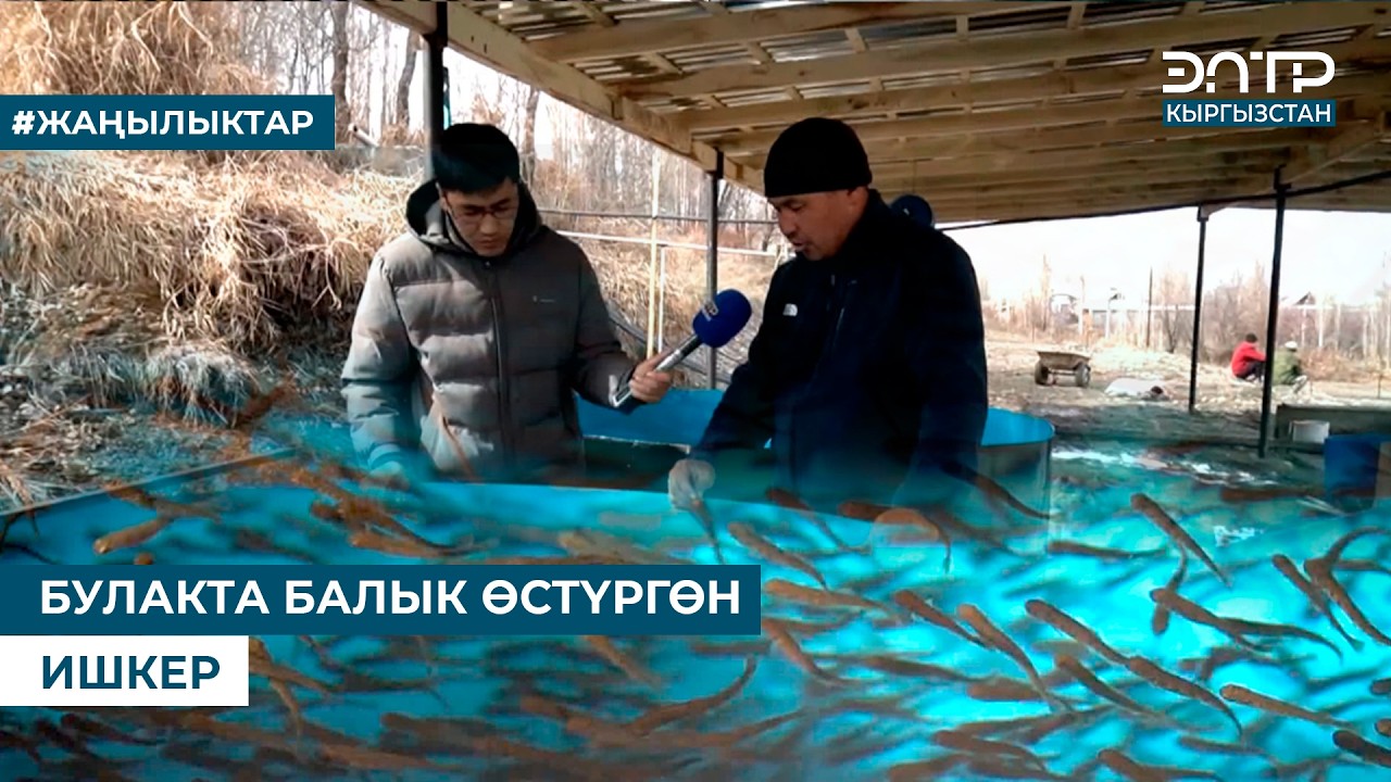 БУЛАКТА БАЛЫК ӨСТҮРГӨН ИШКЕР