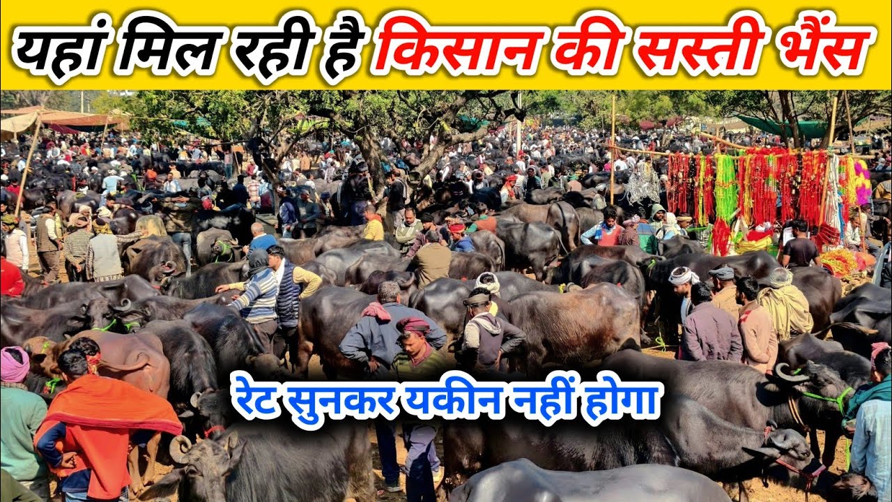 यहां मिल रही है किसान की अच्छी भैंस | Pashu Mandi | Buffalo Market | Mandi Vlogs