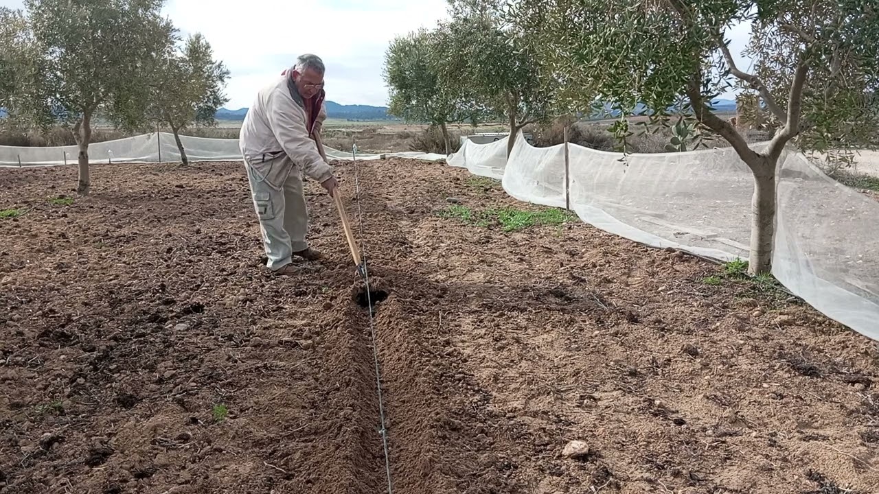 SIEMBRA DE PAPAS CON LLUVIAS