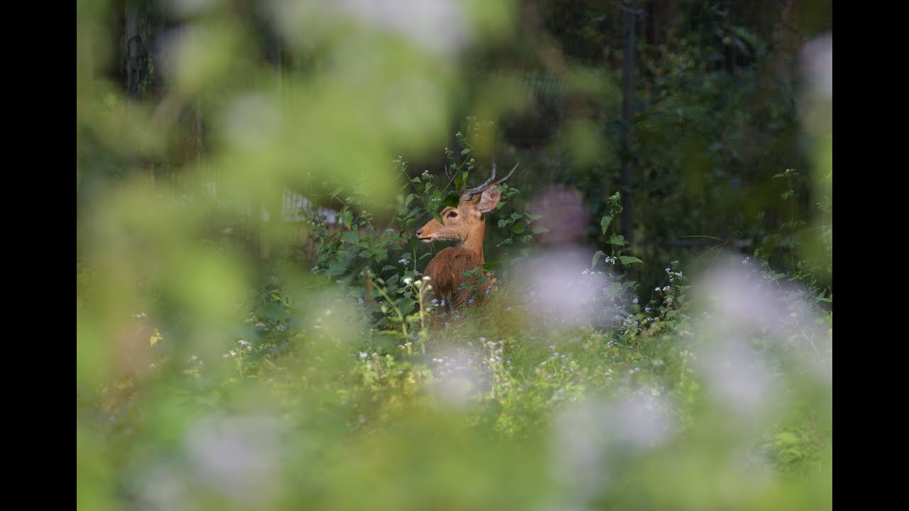 Beauty, Banteng and Wildlife in Thailand's North and West