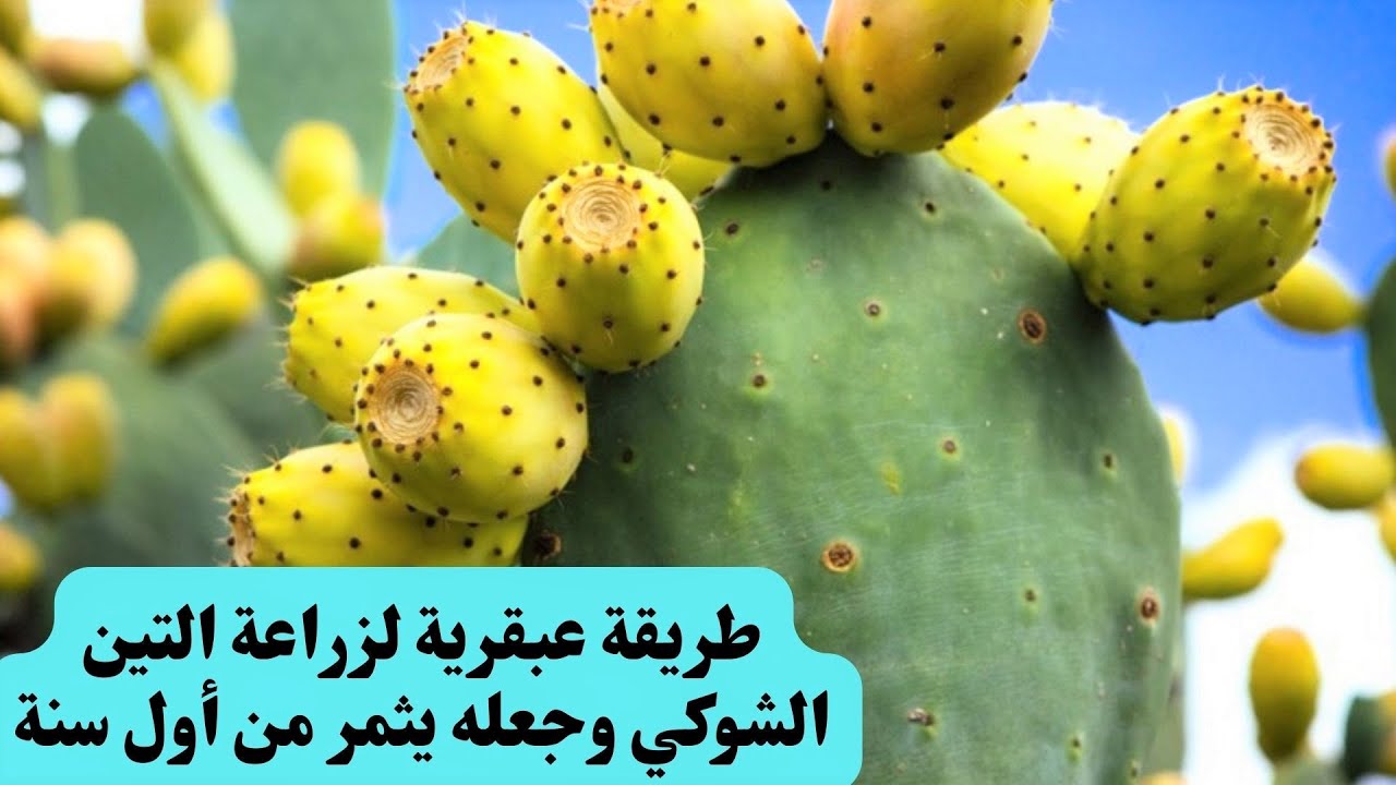 طريقة عبقرية لزراعة التين الشوكي وجعله يثمر من أول سنة_هل شاهدت طريقة زراعة التين الشوكي من قبل؟