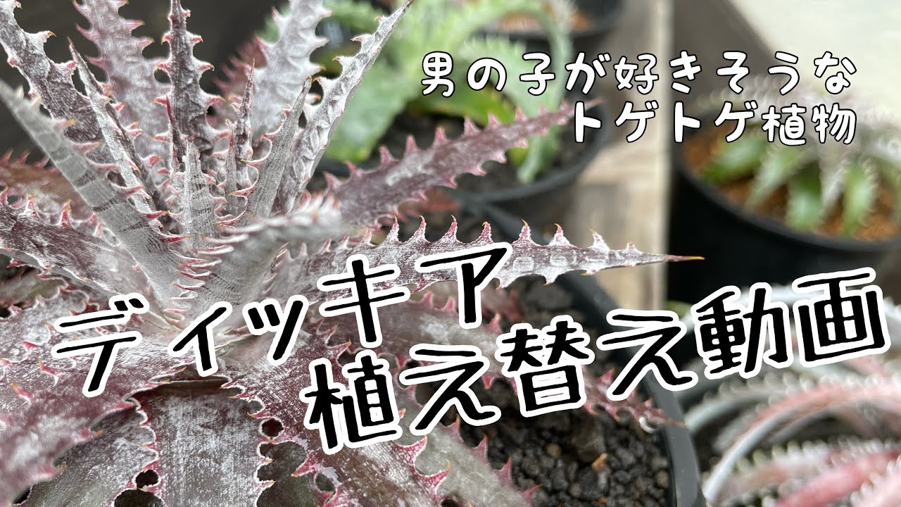 ディッキアの植え替え
