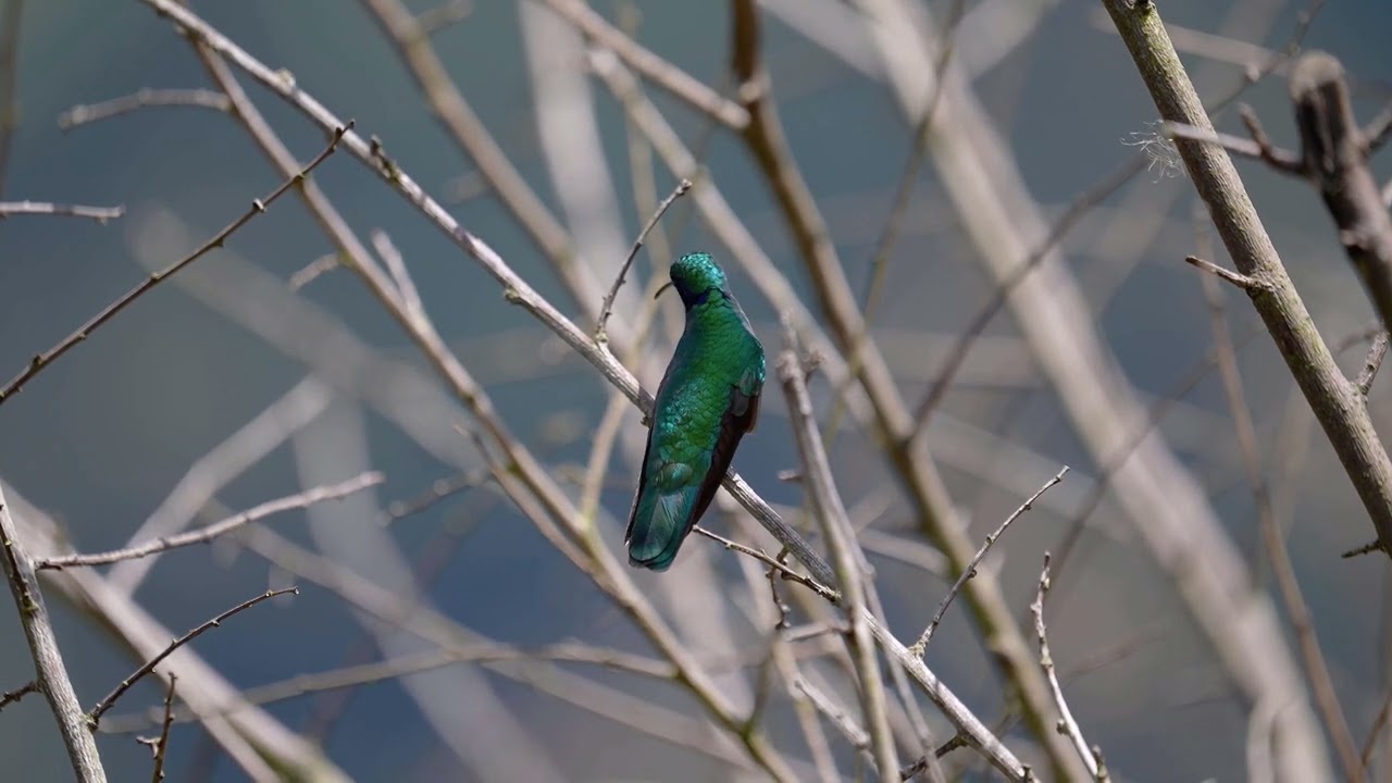 Green Violetear