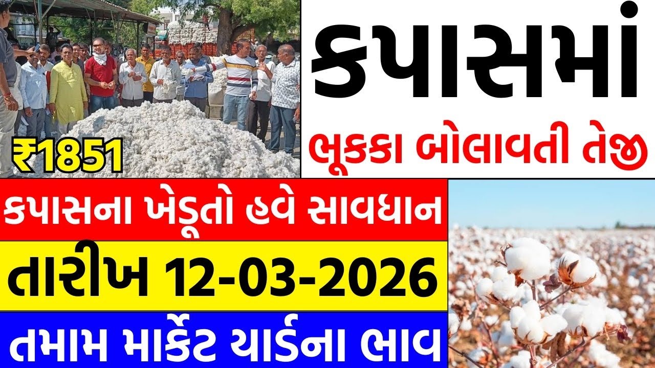 Kapas na bhav | 12-03-2026 | કપાસના ભાવ:2026 | Information about Cotton Crop Price | Commodity trend