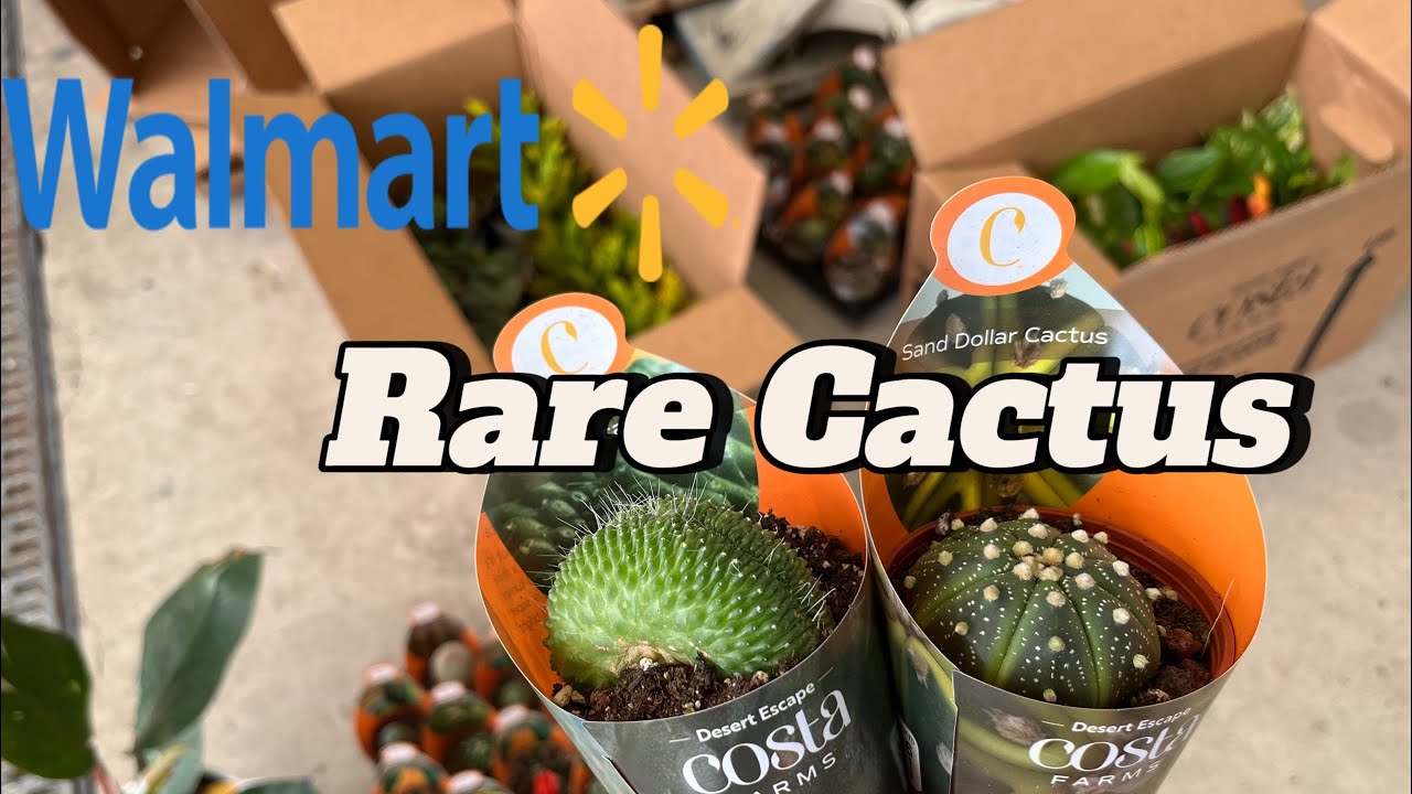 New and Rare Cactus at Walmart and Plant Shopping