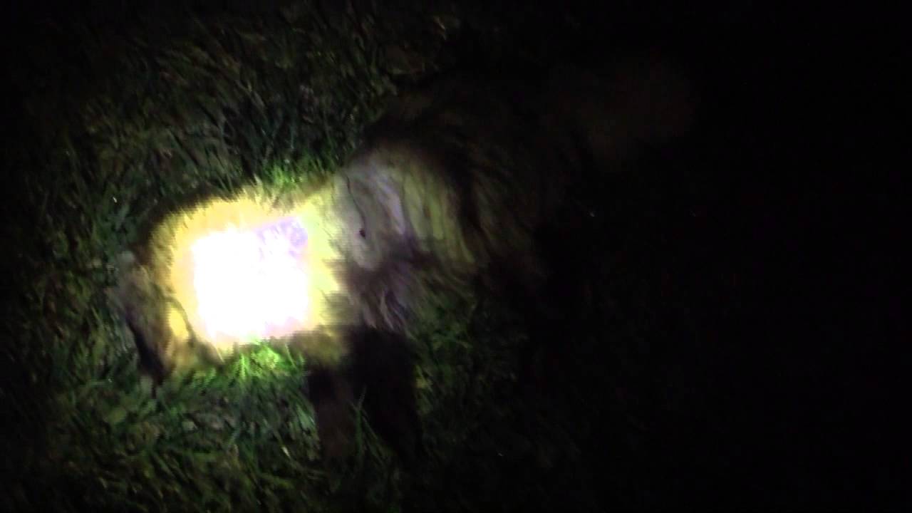 R&auml;udige Hunde- Jagd auf Raubwild