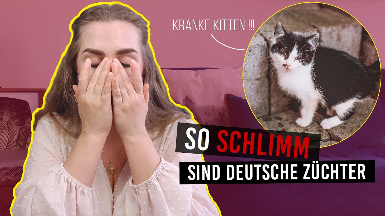 Storytime / die Zerstörung der deutschen Katzen Züchter / Geld machen mit kranken Babykatzen