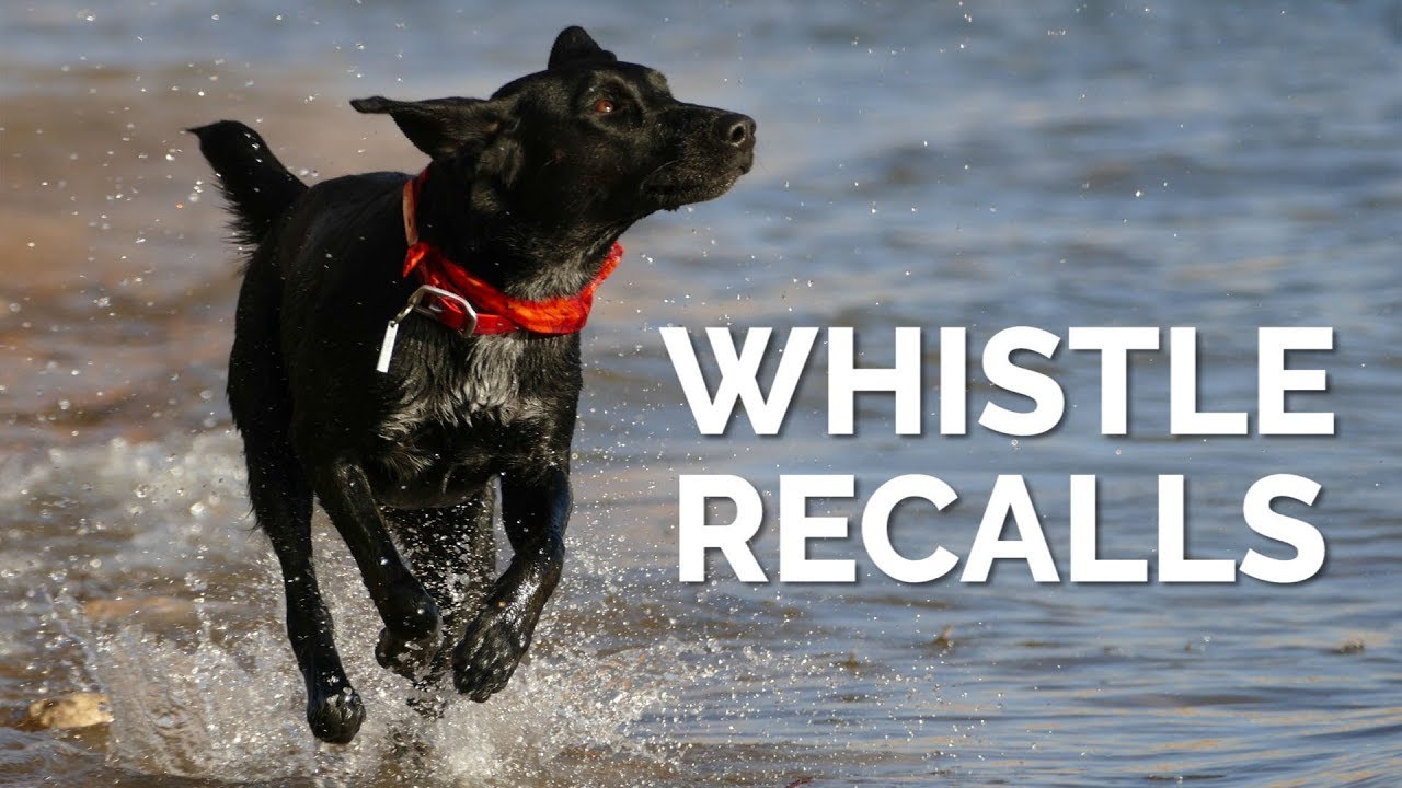 Whistle Recalls