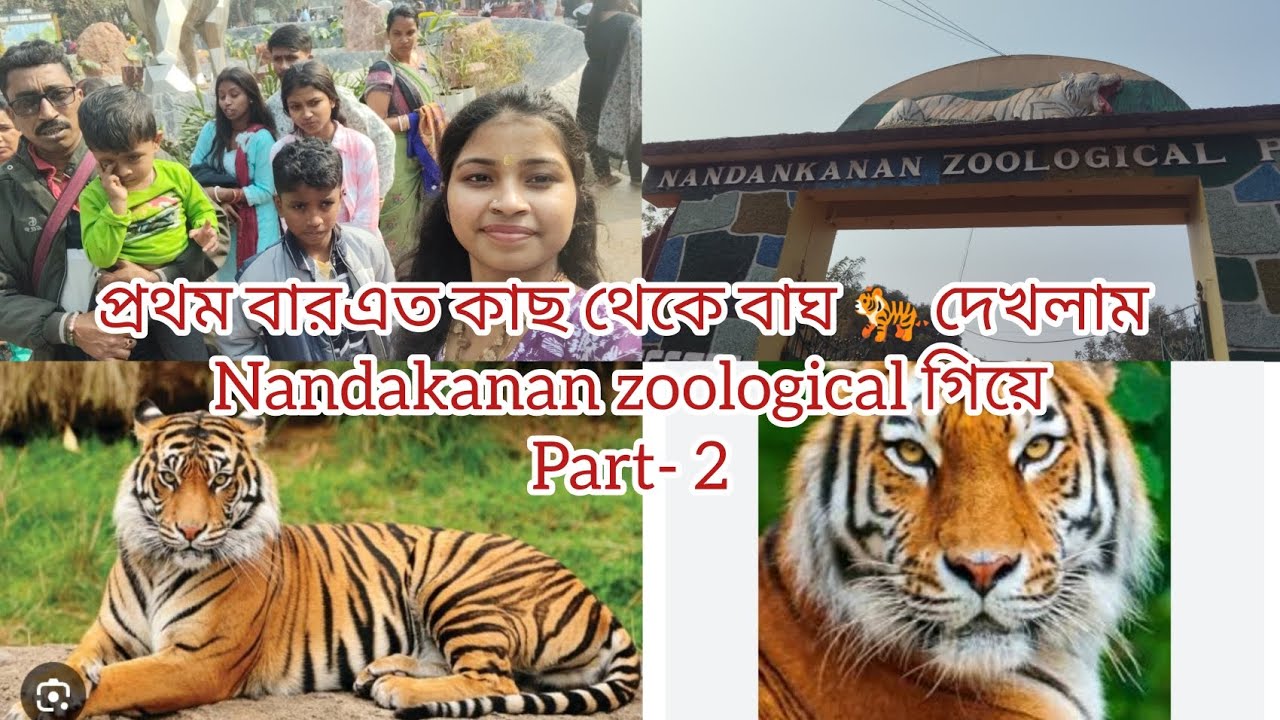 প্রথম বার এত কাছ থেকে বাঘ🐅দেখলাম ভারতের এক নম্বর চিড়িয়াখানা🐼part- 2#royalbengaltiger#tiger#tiger 