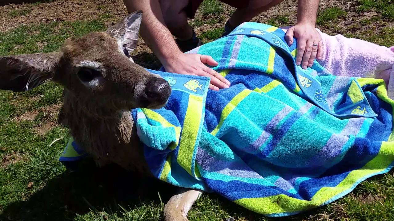 Saving a deer from our pool