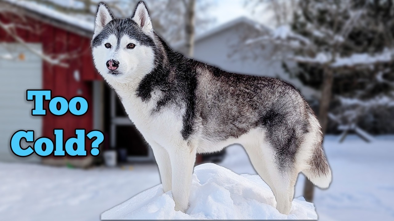 Surprising My Dog With A Giant New Orthopedic Bed!