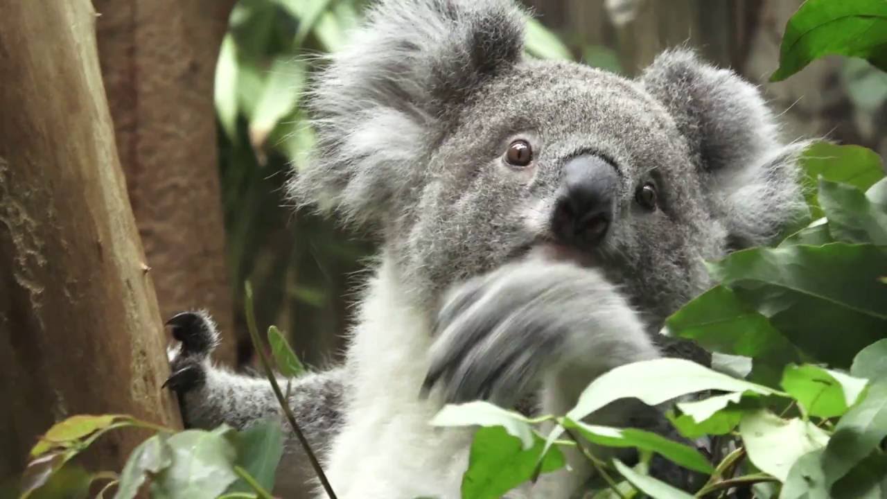 Greatest Koala Eating HD Meditation
