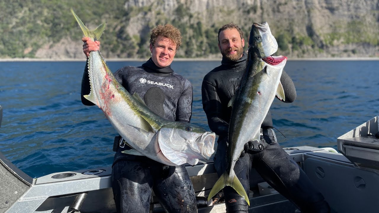 Spearfishing Yellowtail Kingfish in Auckland's Hauraki gulf. Fillet + Cook up. Living from the Ocean