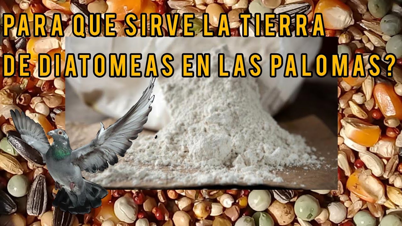 Muy útil,... la tierra de diatomeas en la salud de las palomas!!...