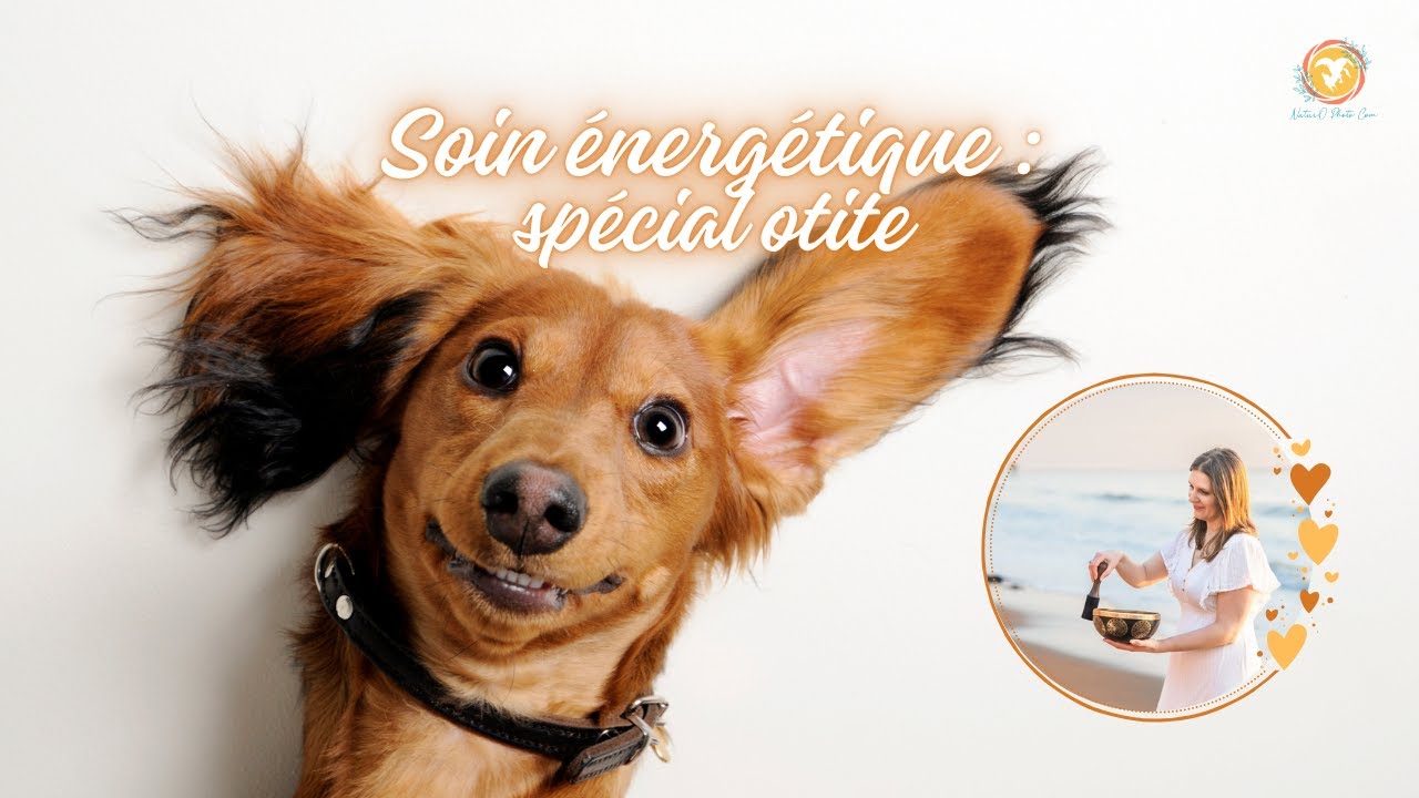 SOIN ÉNERGÉTIQUE ✨ POUR LES ANIMAUX ATTEINTS D'OTITE 🙉
