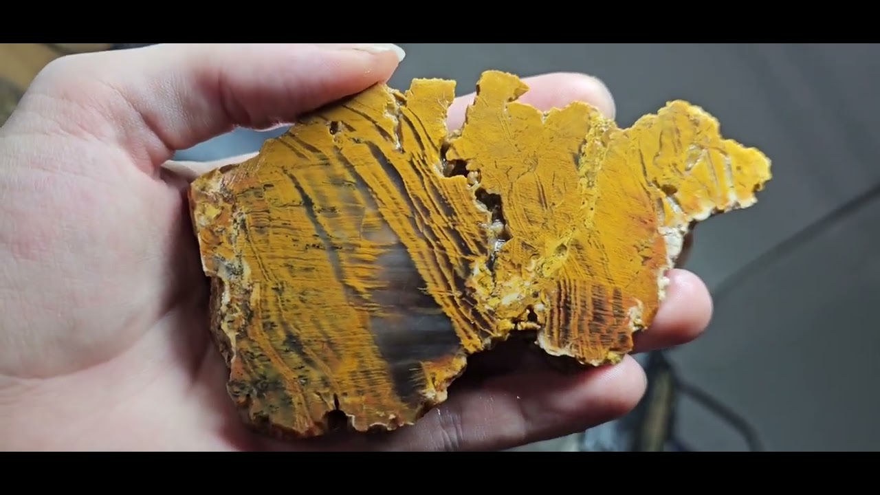 Cutting open a piece of Dawson petrified wood.