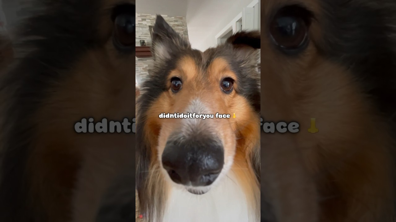 The Different Faces of a Sheltie 😆 