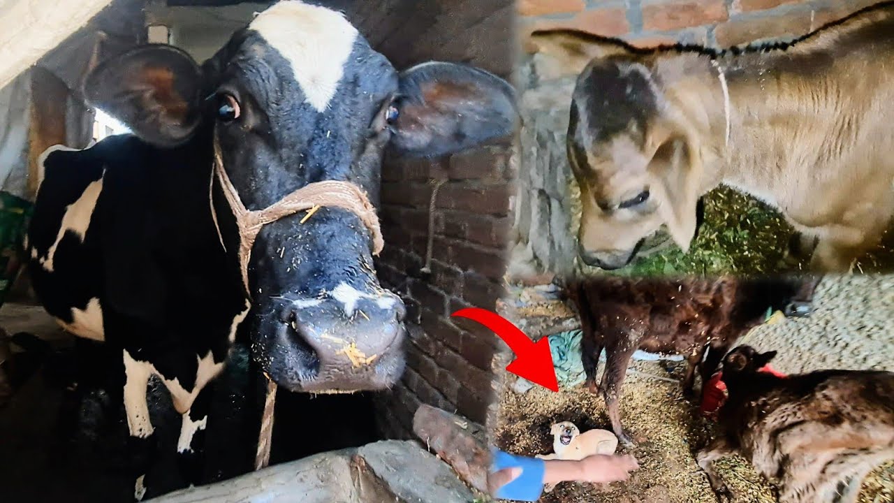 Finally Hmari Is Wali Cow Ne Bhi Baccha De Diya 😍 Ye Kon Aagya Hmari Cow Ke Ghar Pe 😅