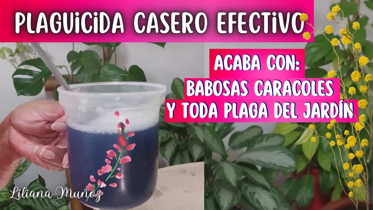 PLAGUICIDA CASERO PARA ELIMINAR BABOSAS CARACOLES COCHINILLA Y TODA PLAGA DEL JARDÍN/Liliana Muñoz