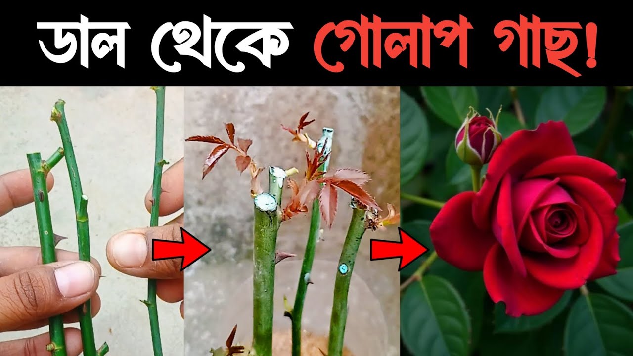 ডাল থেকে গোলাপ গাছের চারা তৈরি করার একটি সহজ পদ্ধতি | গোলাপ গাছের কলম | Garden Tips 
