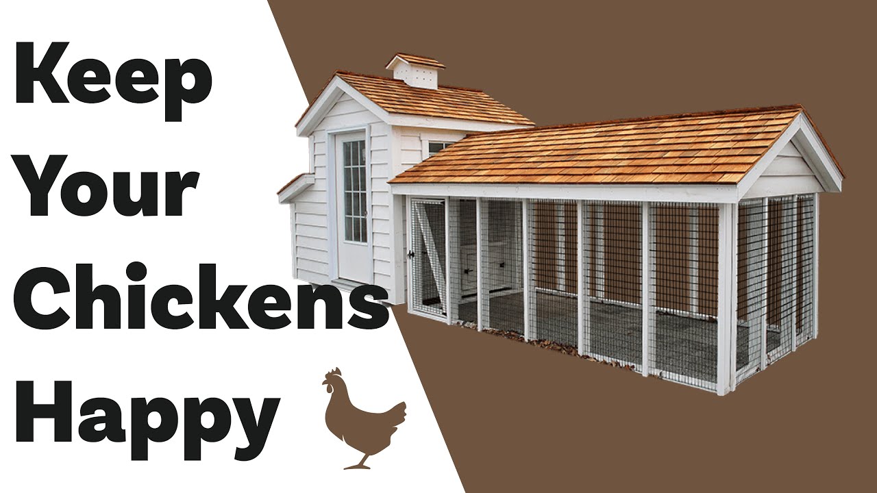 Tilly's Nest Coop - How To Keep Your Chickens Happy