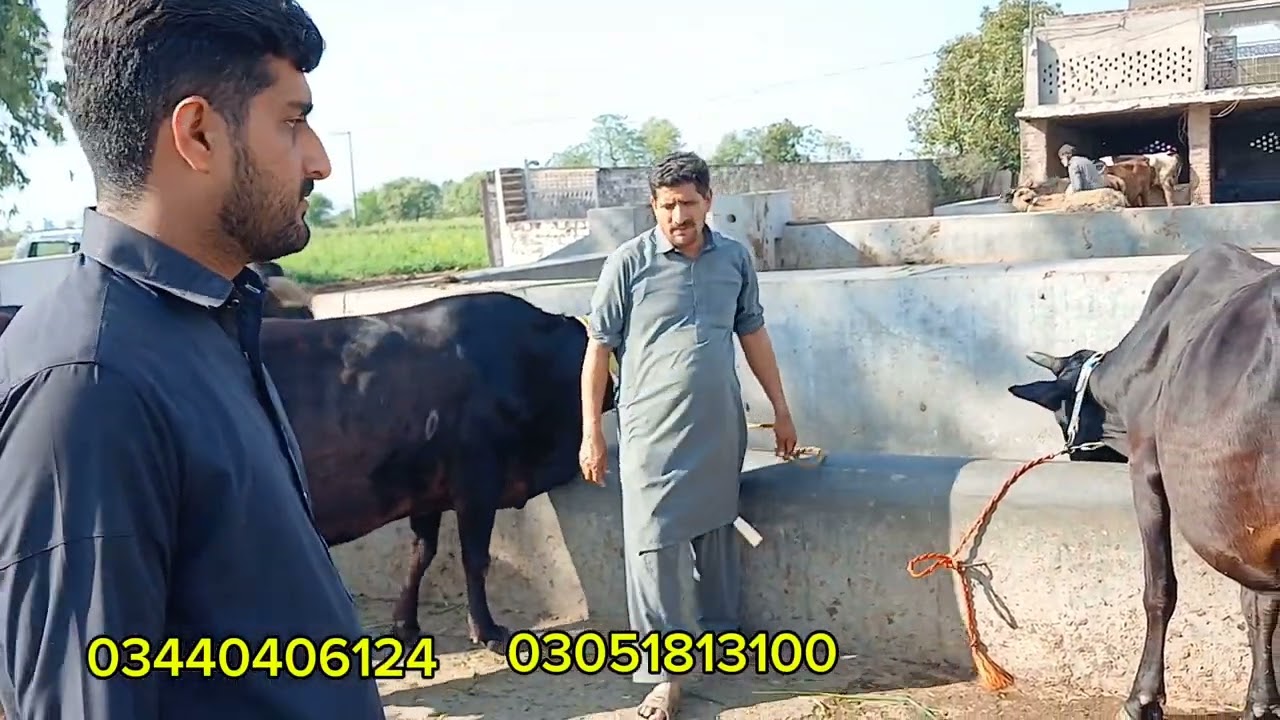 سردار عاصم ڈوگر کے ڈیرے پر سیالکوٹ کی 4 ٹاپ کلاس گائیں موجود