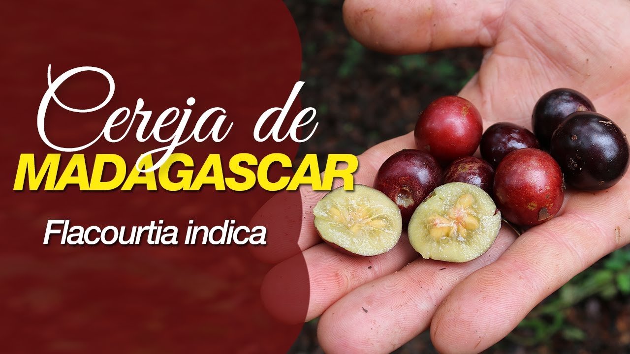 A deliciosa Ameixa ou Cereja de Madagascar - Flacourtia indica
