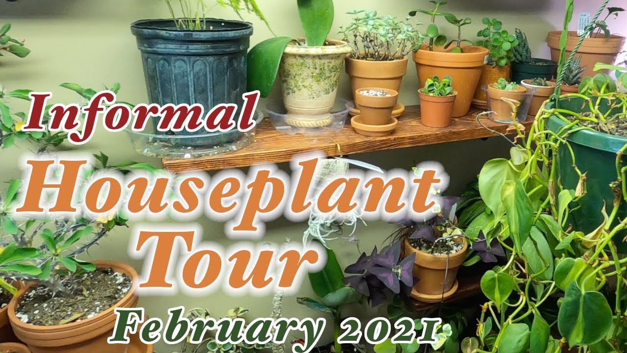 Plant Room Tour 2021 | Houseplant Collection