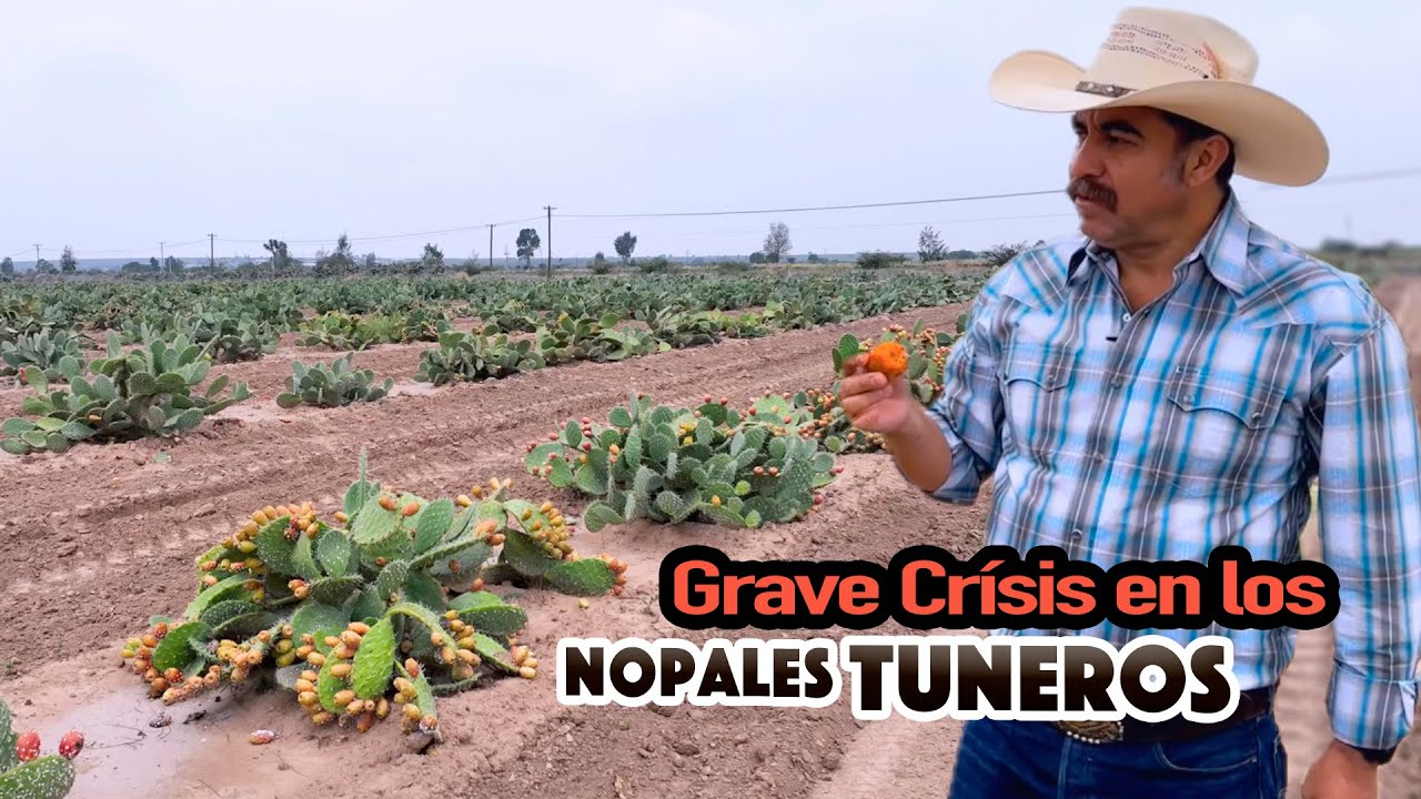 La bondad del nopal tunero que ESTÁ SOPORTANDO LA SEQUÍA